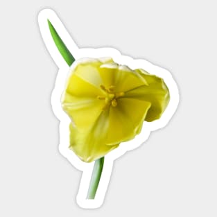 Yellow Tulip Cutout Sticker